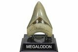 Serrated, ” Fossil Megalodon Tooth - Aurora, North Carolina #299372-2